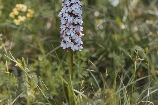 Orchidea purpurea in Alta Val d'Arda