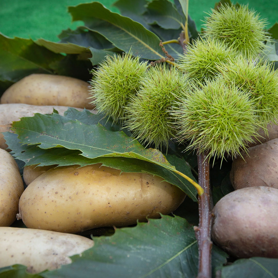 vernasca-patate-vezzolacca-castagne-vigoleno-piacenza-ph-sergio-efosi