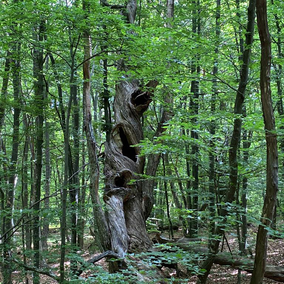 natura-sottopagina-parco-monte-moria-piacenza-alta-val-d-arda-albero