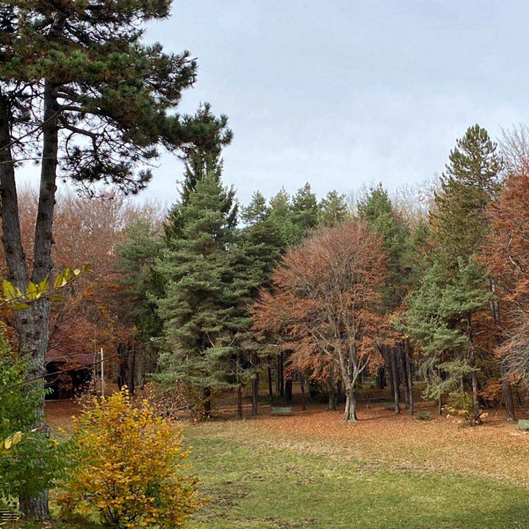 parco-monte-moria-piacenza-alta-val-d-arda-bosco-autunno