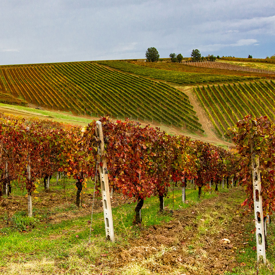 parco-stirone-piacenziano-vigneti-alta-val-d-arda-sergio-efosi