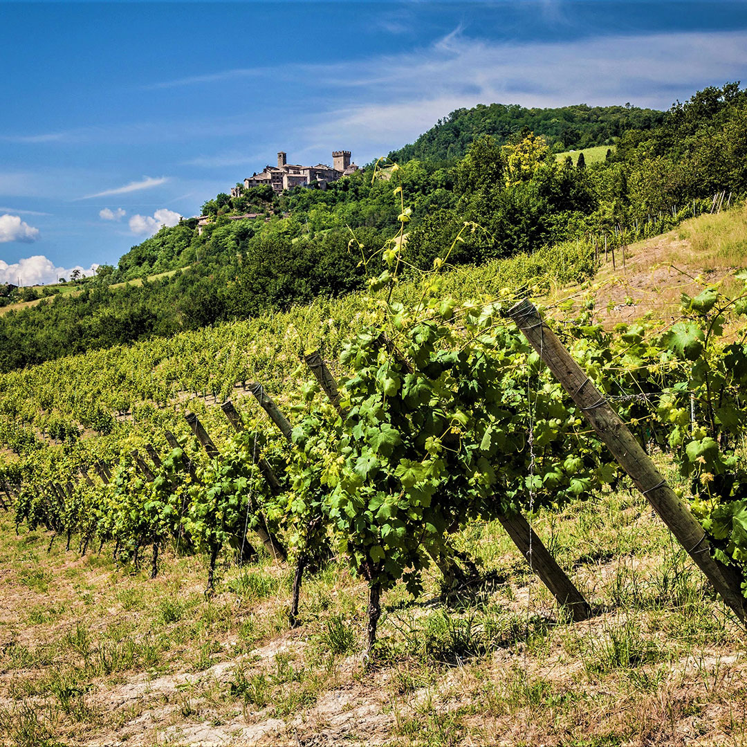 vigneti-vigoleno-stirone-piacenziano-piacenza