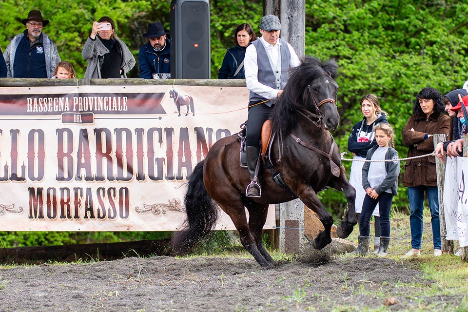 foto-fiera-cavallo-bardigiano-morfasso-alta-val-d-arda-francesca-rossi