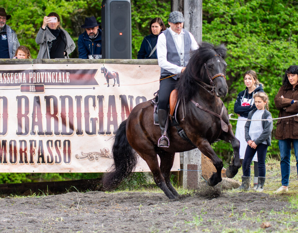 Fiera Cavallo Bardigiano a Morfasso 7 maggio 2023