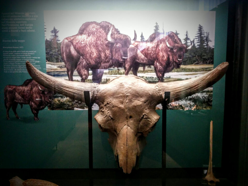 Cranio di bisonte Museo Geologico di Castell'Arquato