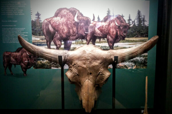 Cranio di bisonte Museo Geologico di Castell'Arquato