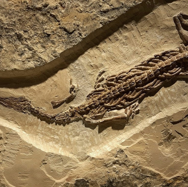 Mesosauro fossile