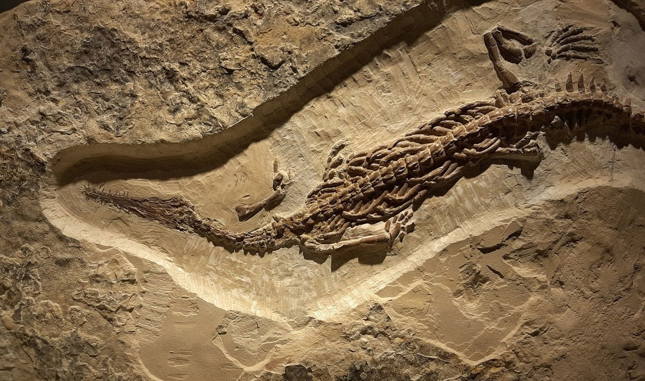 Mesosauro fossile