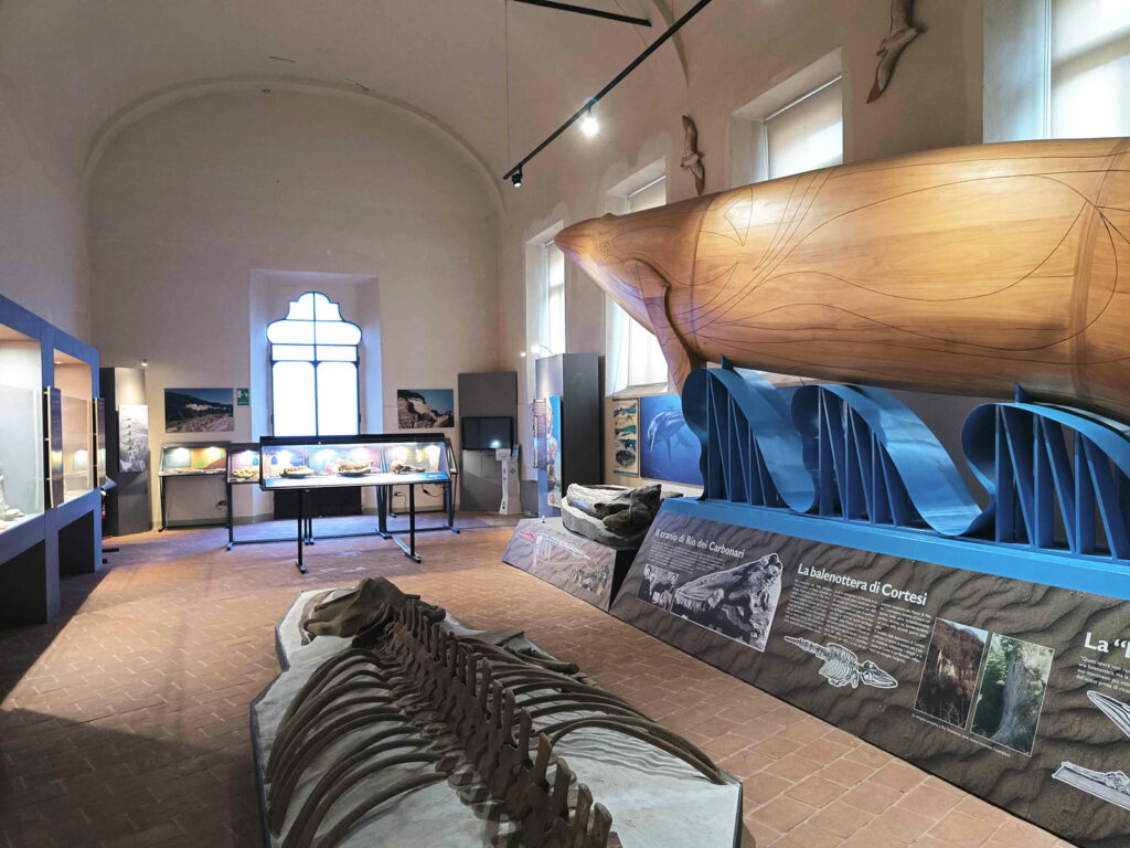 Sala cetacei Museo geologico Cortesi di Castell'Arquato