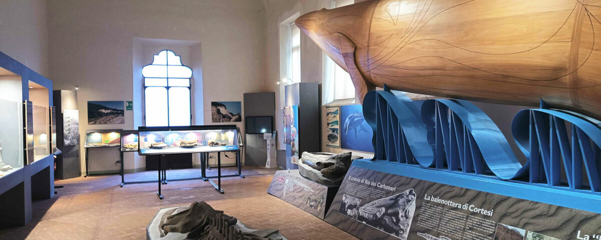 Sala cetacei Museo geologico Cortesi di Castell'Arquato