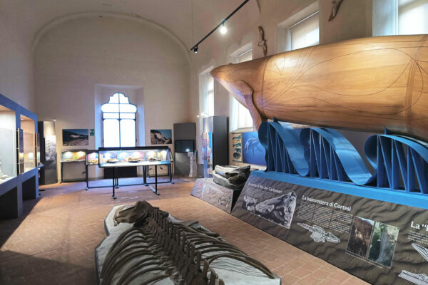 Sala cetacei Museo geologico Cortesi di Castell'Arquato