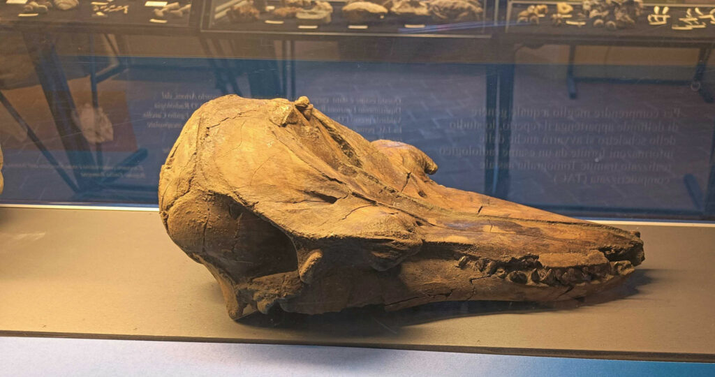 Cranio di delfino fossile del Museo geologico G. Cortesi di Castell'Arquato