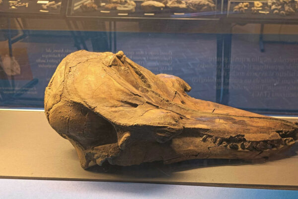 Cranio di delfino fossile del Museo geologico G. Cortesi di Castell'Arquato
