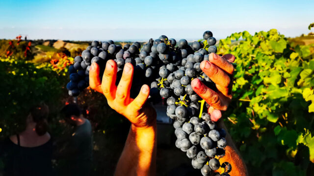 cantina-visconti-uve-rosse