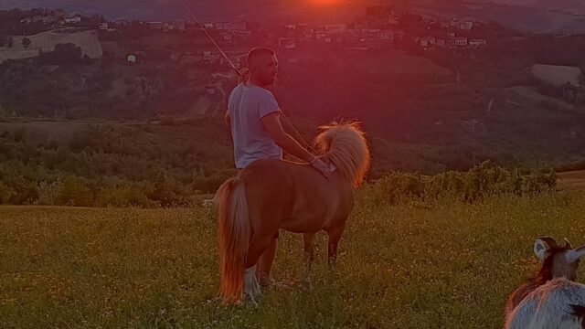 pony