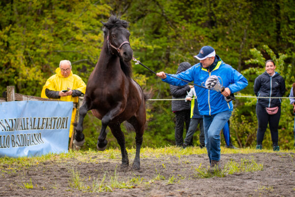 Fiera del Cavallo Bardigiano - 5 maggio 224 Morfasso