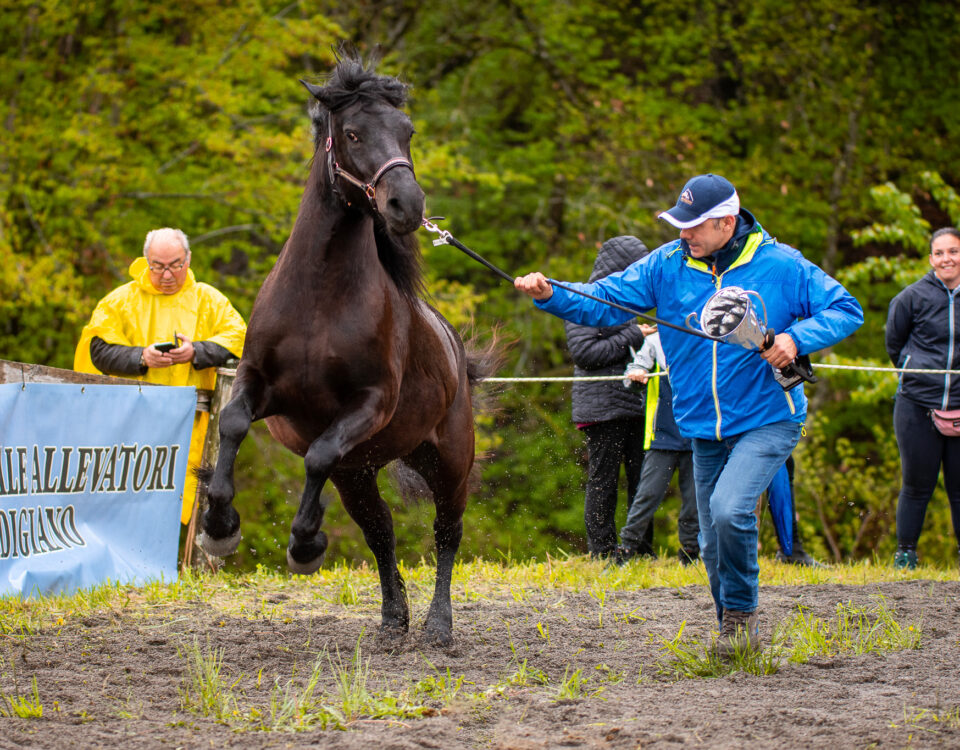 Fiera del Cavallo Bardigiano - 5 maggio 224 Morfasso