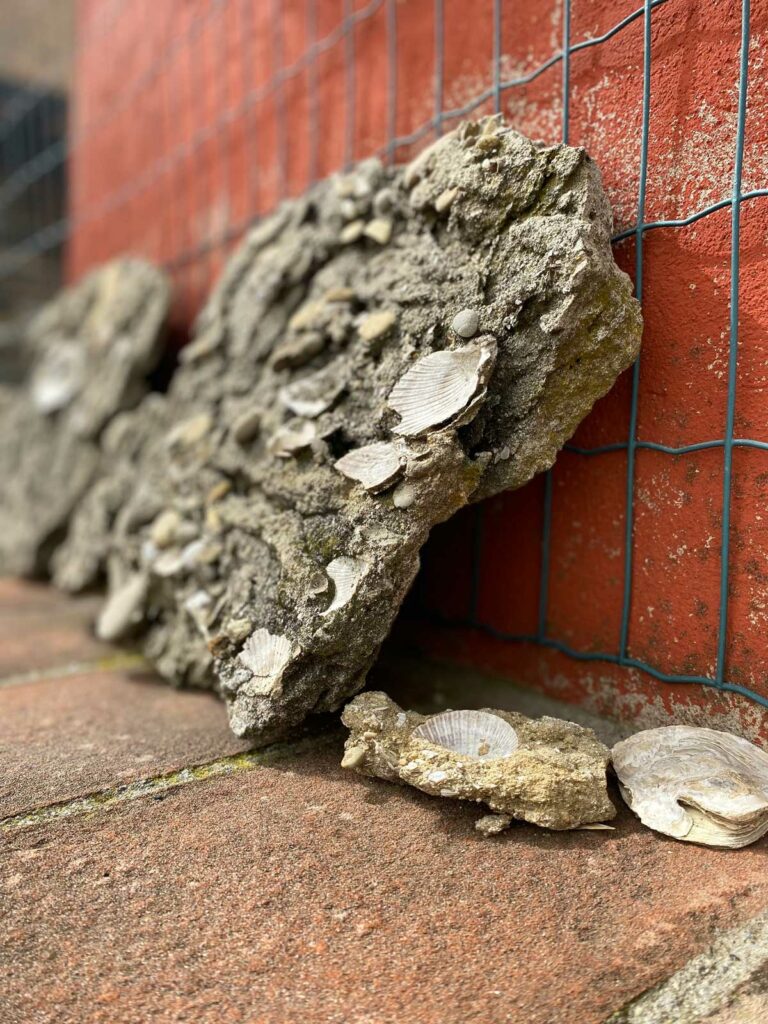 Fossili ritrovati in Val Chiavenna, Lugagnano