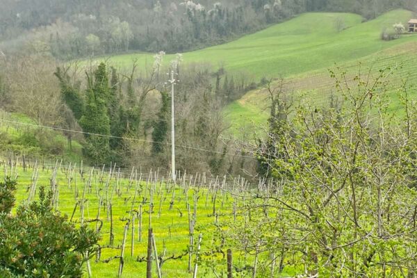 Vista sui vigneti della Val Chiavenna, Lugagnano