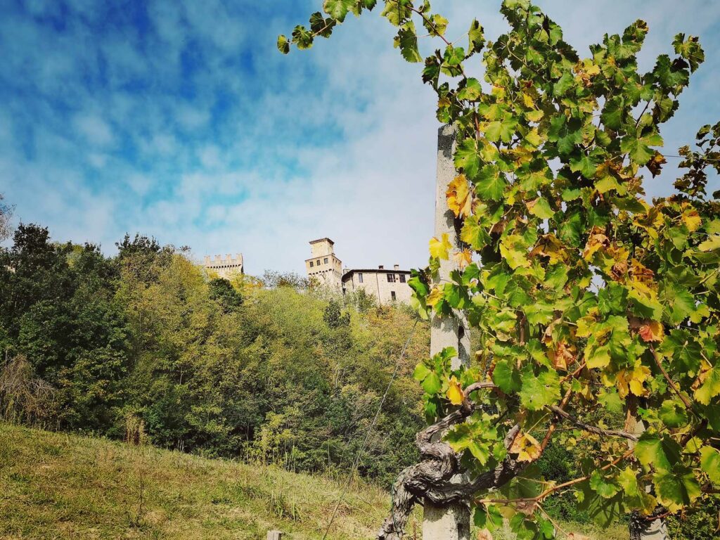 Vigneti uve Vin santo di Vigoleno con vista sul borgo