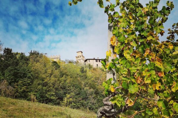 Vigneti uve Vin santo di Vigoleno con vista sul borgo