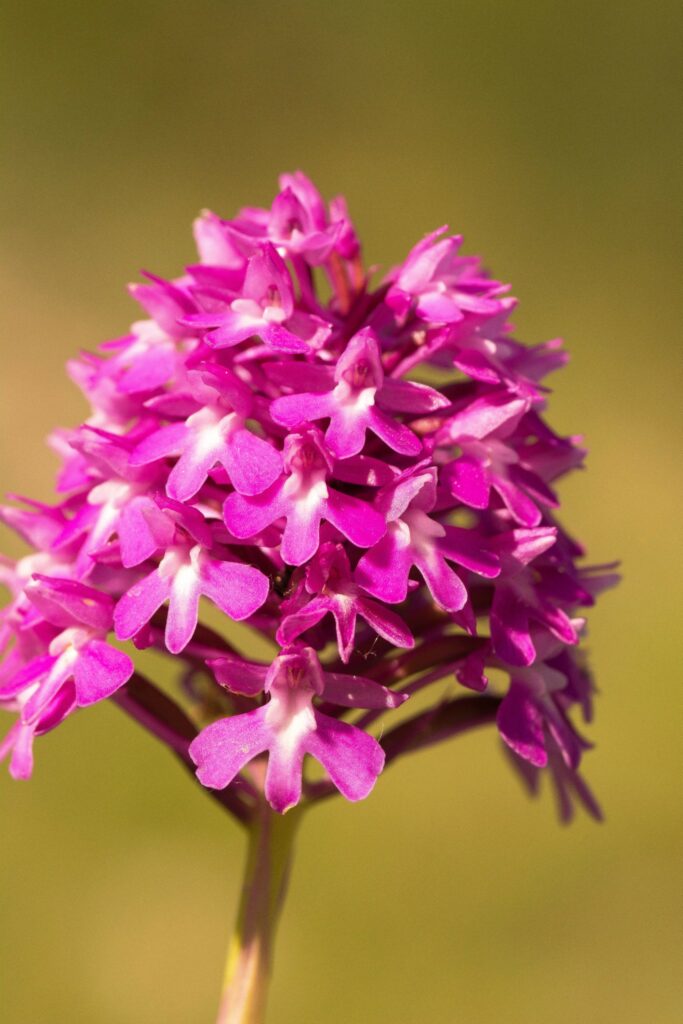 Anacamptis Piramydalis orchidea spontanea in Alta Val D'Arda