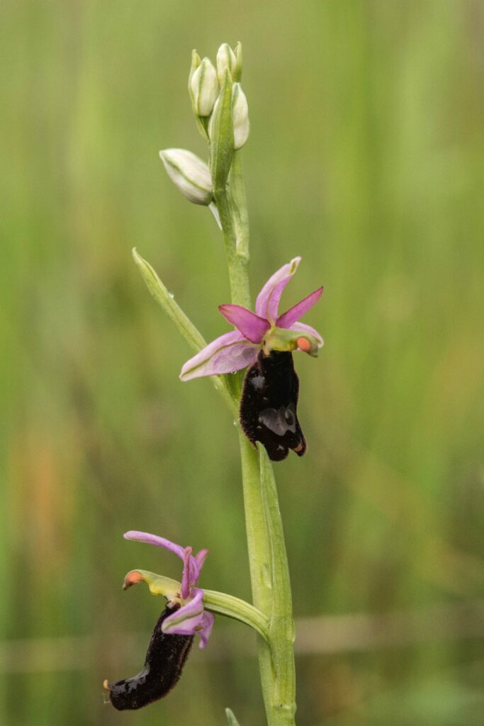 Ophrys Bertolonii in Alta Val d'Arda
