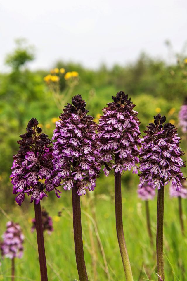 Orchis Purpurea in Alta Val d'Arda