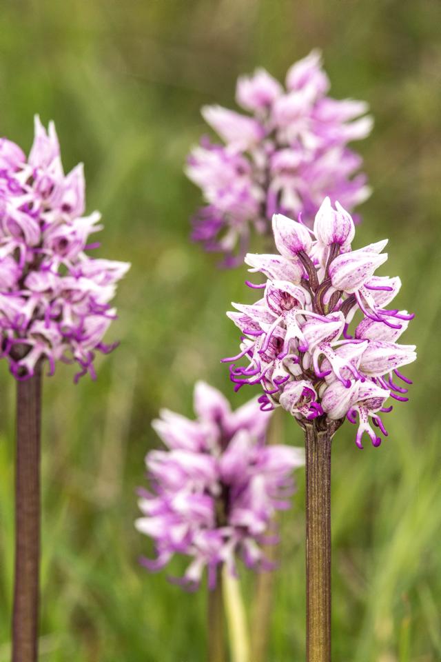 Orchis Simia orchidea spontanea in Alta Val d'Arda