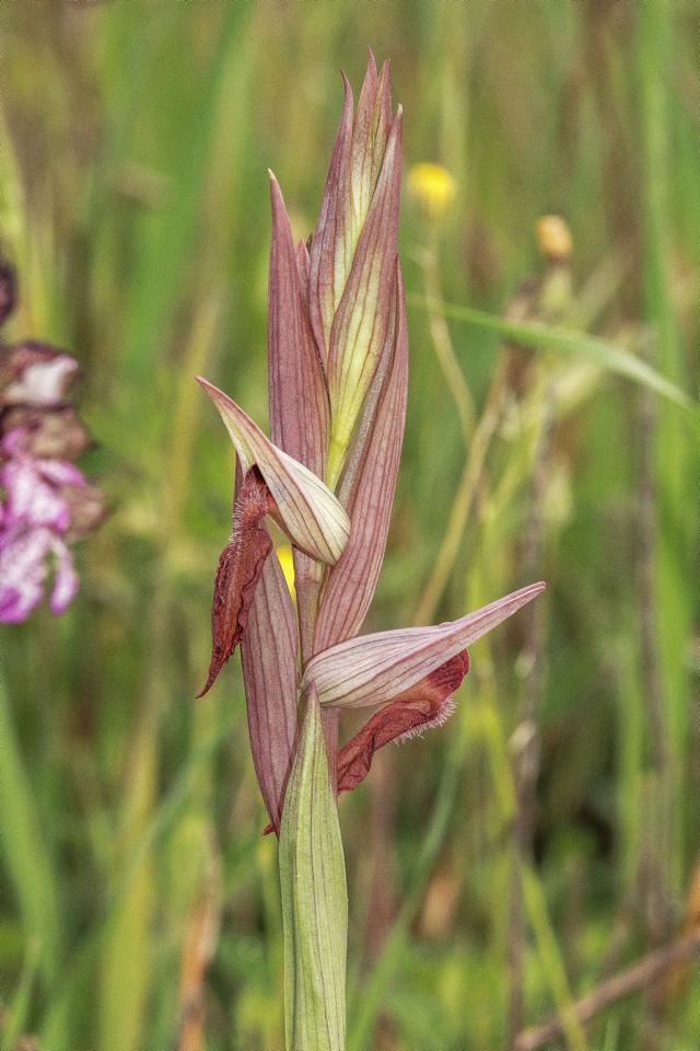 Serapias Vomeracea in Alta Val d'Arda