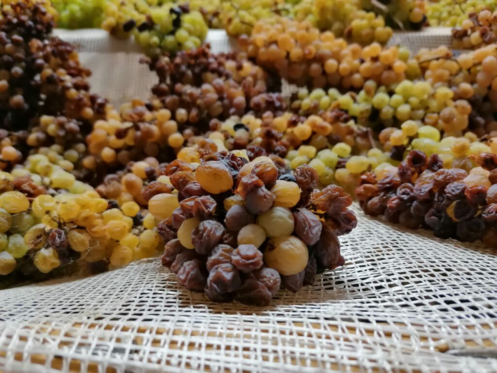 Uve per il Vin Santo di Vigoleno