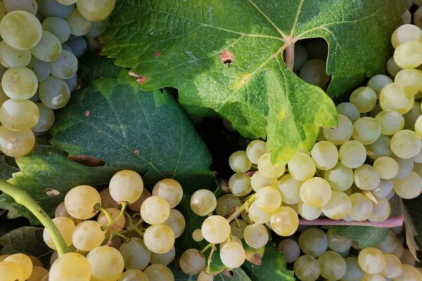 Le uve per il Vin Santo di Vigoleno