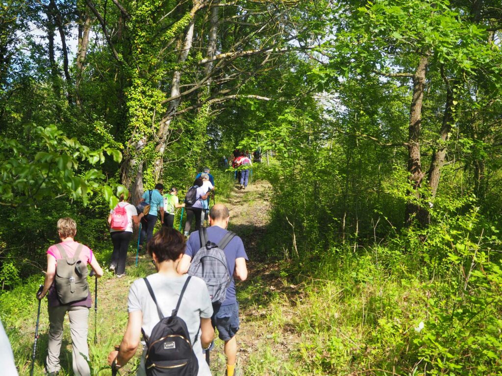 Passeggiata nel bosco 