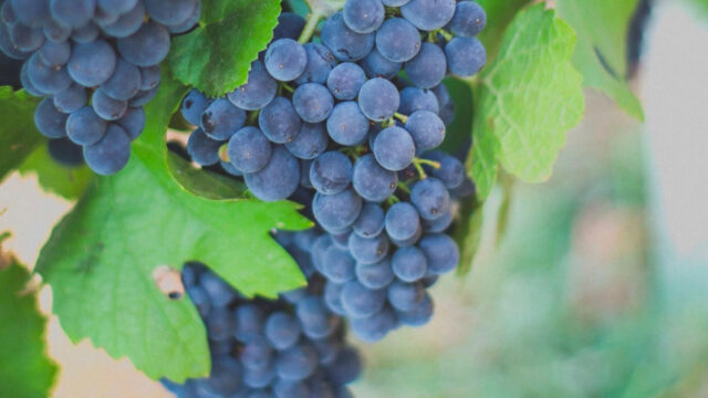 IMG-20230814-WA0026